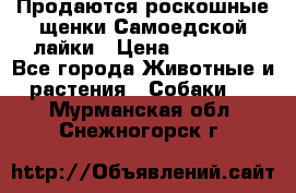 Продаются роскошные щенки Самоедской лайки › Цена ­ 40 000 - Все города Животные и растения » Собаки   . Мурманская обл.,Снежногорск г.